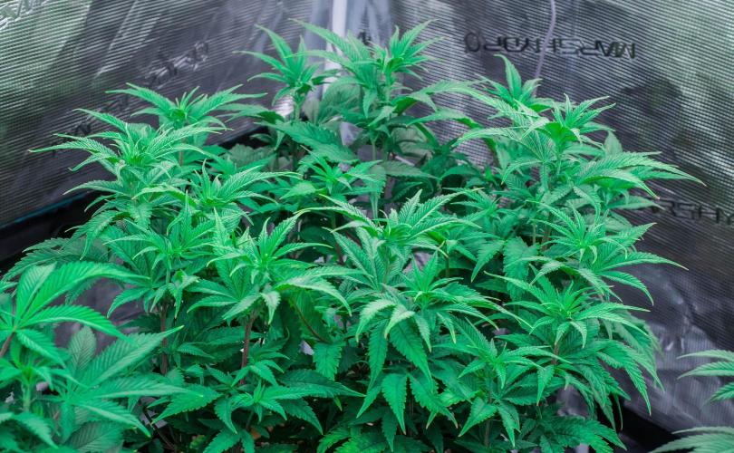 Jelly Donutz. Week 6