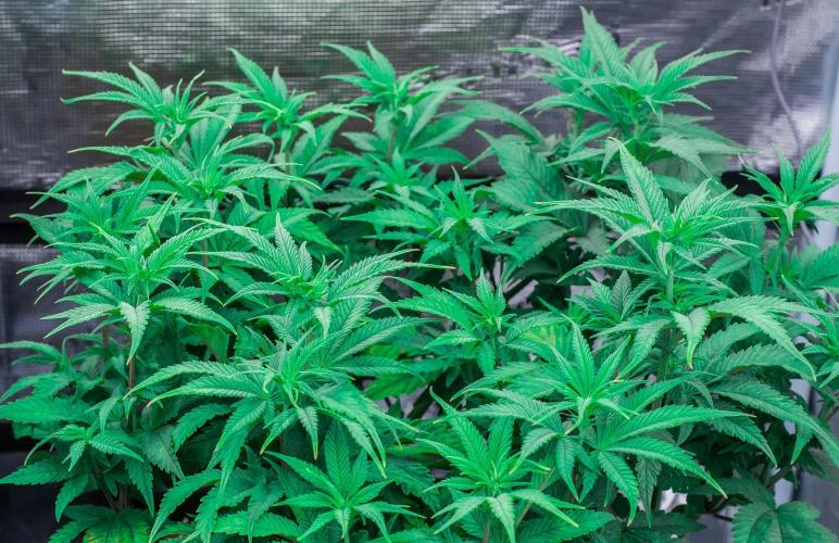 Jelly Donutz. Week 6