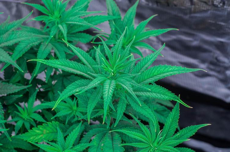 Jelly Donutz. Week 6