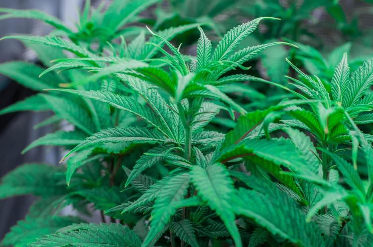 Jelly Donutz. Week 6