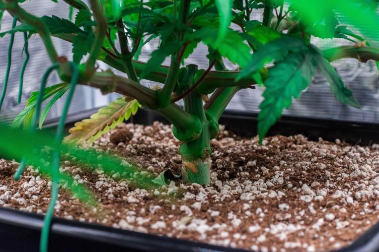 Jelly Donutz. Week 6