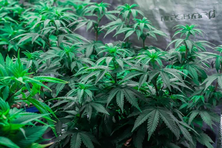 Papaya Frosting. Week 6