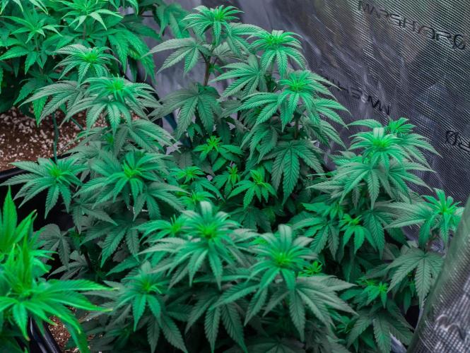 Papaya Frosting. Week 6