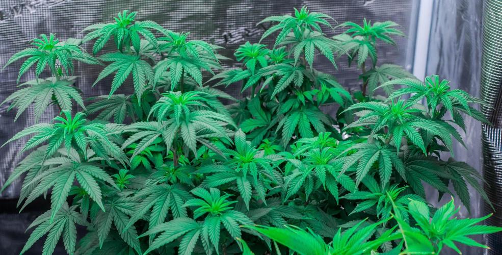 Papaya Frosting. Week 6