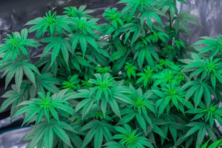 Papaya Frosting. Week 6