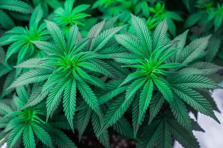 Papaya Frosting. Week 6