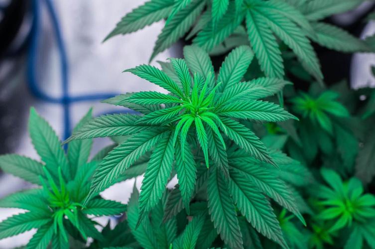 Papaya Frosting. Week 6