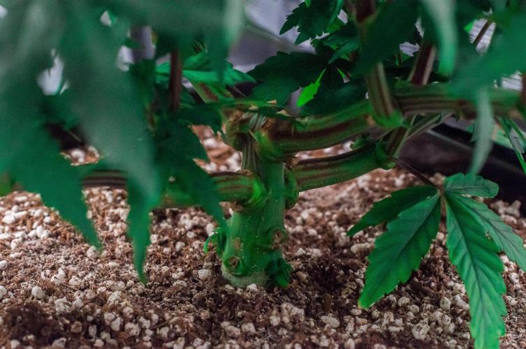 Papaya Frosting. Week 6