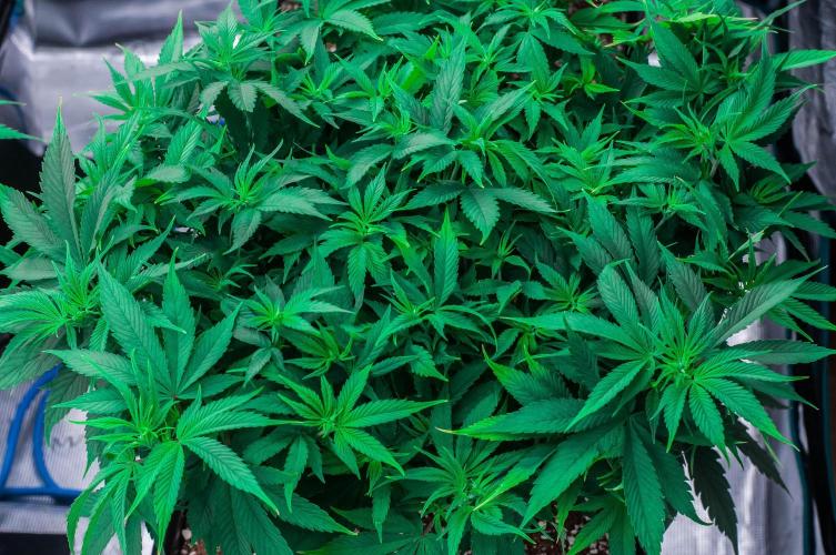 Red Hot Cookies. Week 6