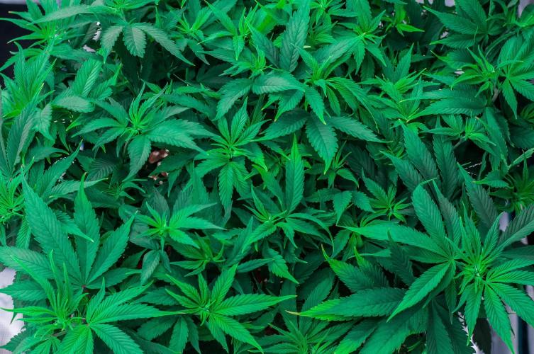 Red Hot Cookies. Week 6