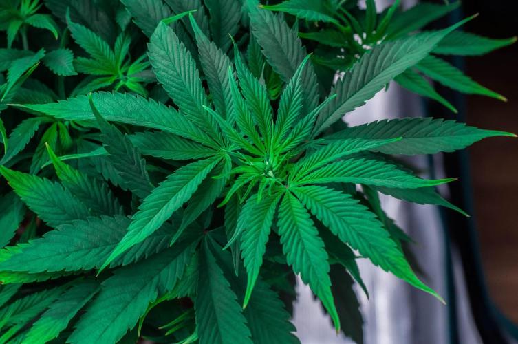 Red Hot Cookies. Week 6