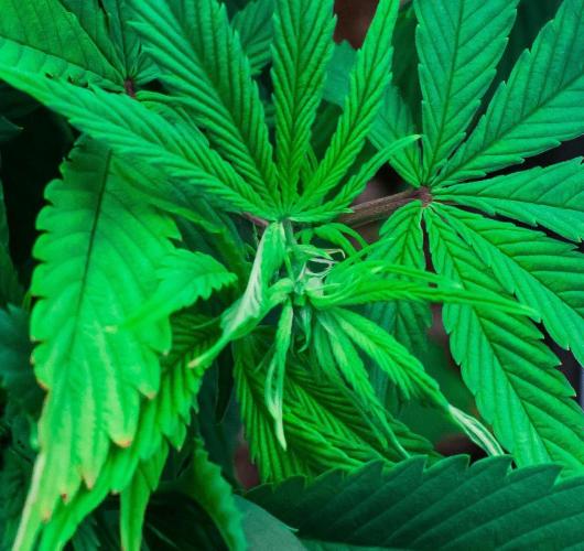 Red Hot Cookies. Week 6