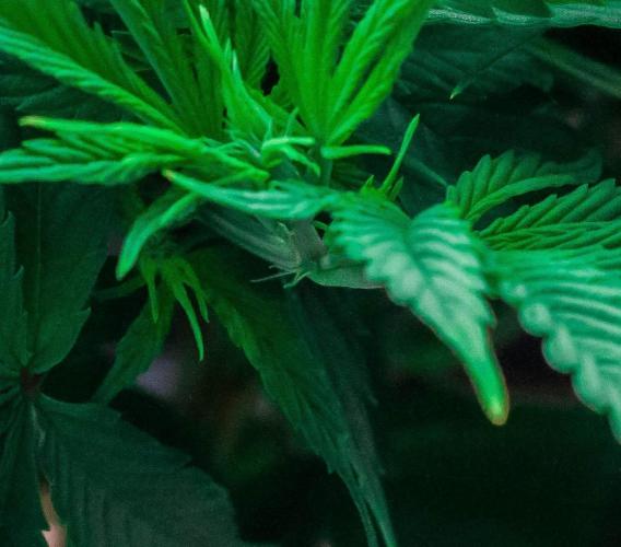 Red Hot Cookies. Week 6