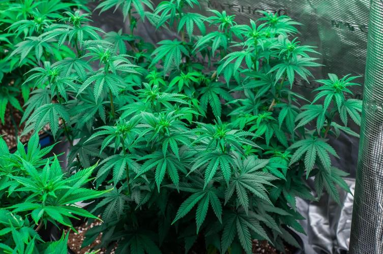 Papaya Frosting. Week 7