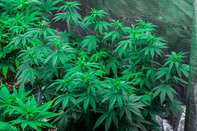 Papaya Frosting. Week 7