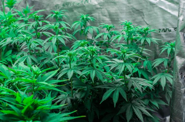 Papaya Frosting. Week 7