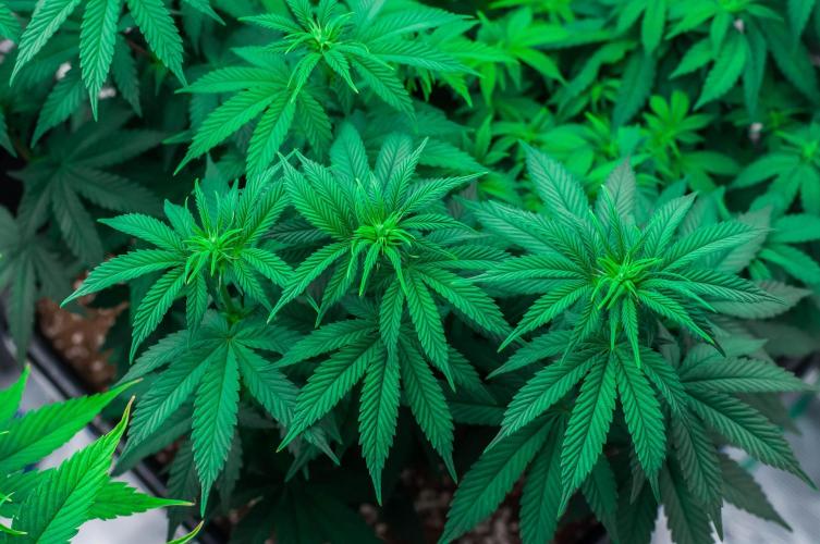 Papaya Frosting. Week 7