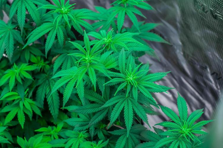 Papaya Frosting. Week 7