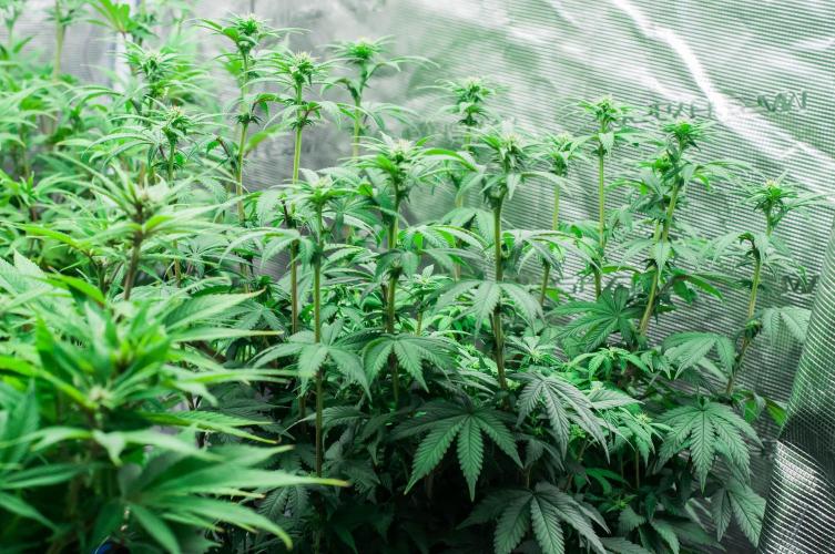 Papaya Frosting. Week 7