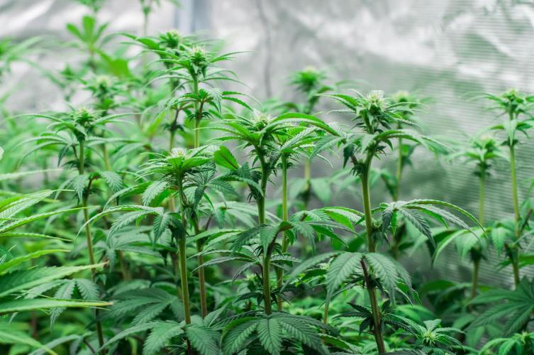 Papaya Frosting. Week 7