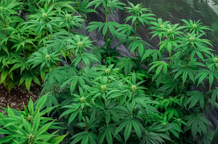 Papaya Frosting. Week 7