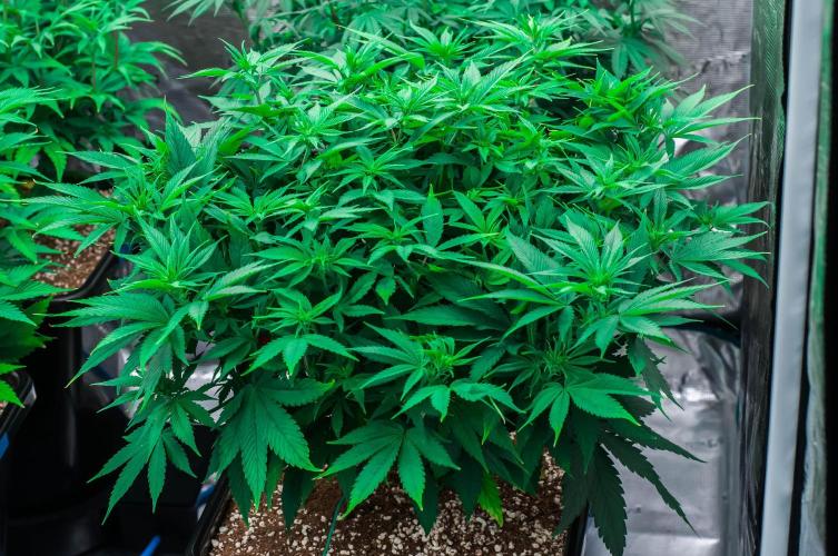 Red Hot Cookies. Week 7