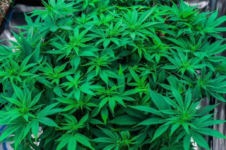 Red Hot Cookies. Week 7