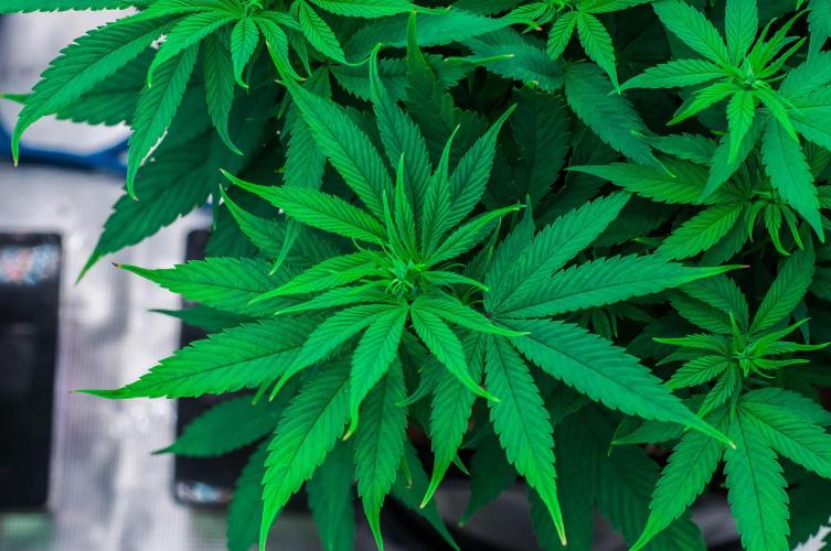 Red Hot Cookies. Week 7