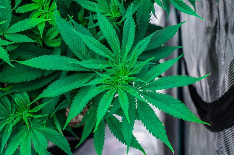 Red Hot Cookies. Week 7