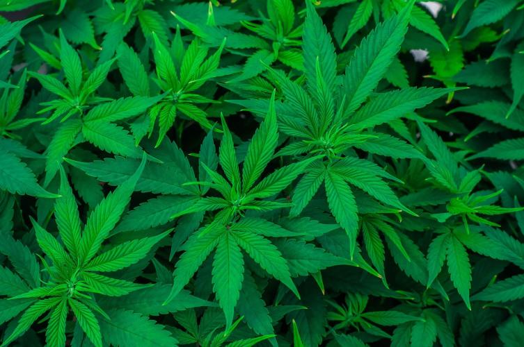 Red Hot Cookies. Week 7