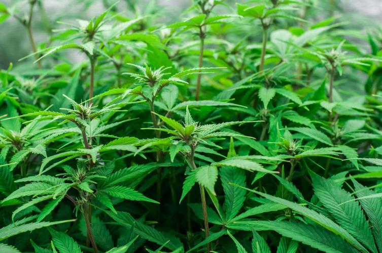 Red Hot Cookies. Week 7