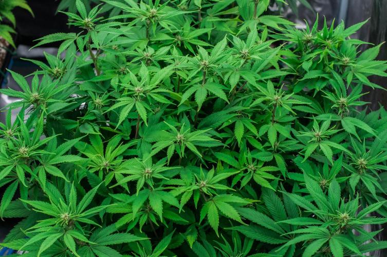 Red Hot Cookies. Week 7