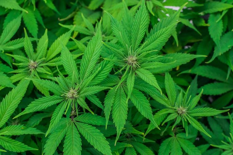 Red Hot Cookies. Week 7