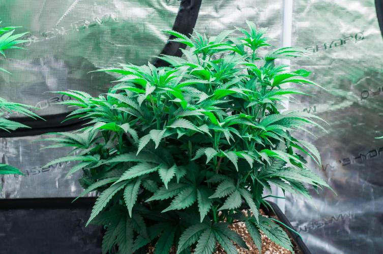 Jelly Breath S1. Week 7