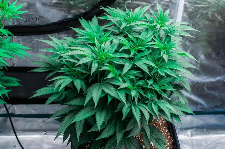 Jelly Breath S1. Week 7