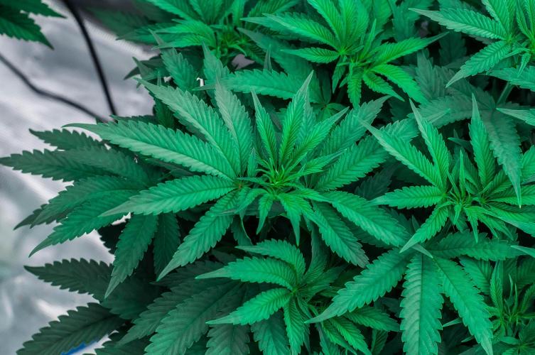 Jelly Breath S1. Week 7