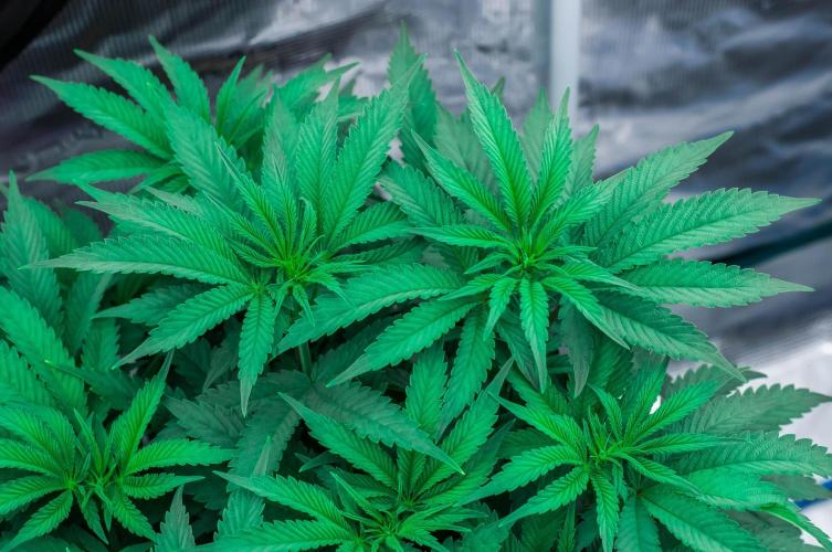 Jelly Breath S1. Week 7