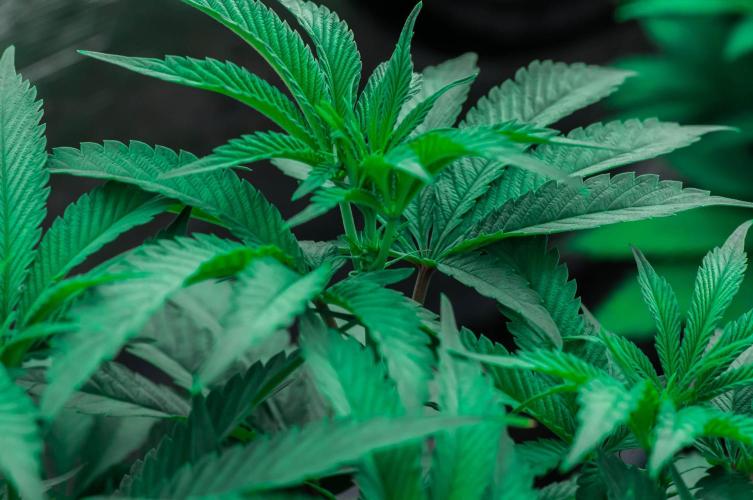 Jelly Breath S1. Week 7