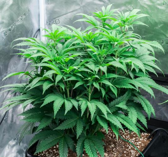 Jelly Breath S1. Week 7