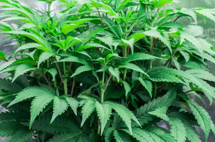 Jelly Breath S1. Week 7