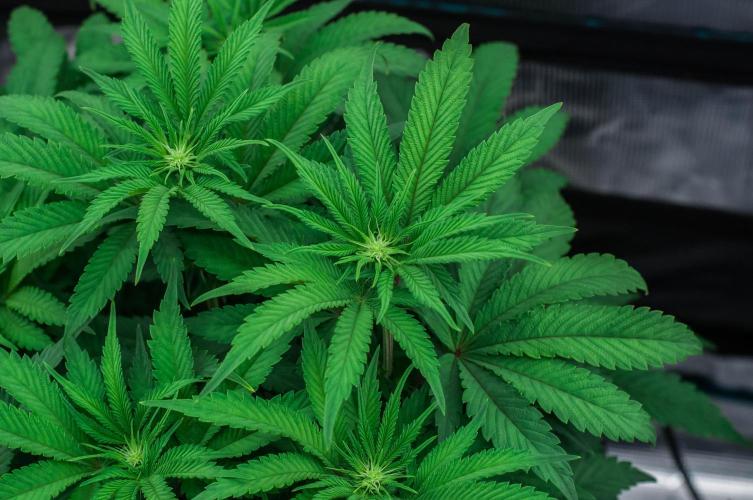 Jelly Breath S1. Week 7