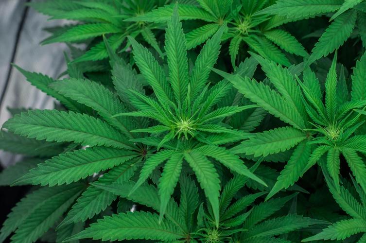 Jelly Breath S1. Week 7