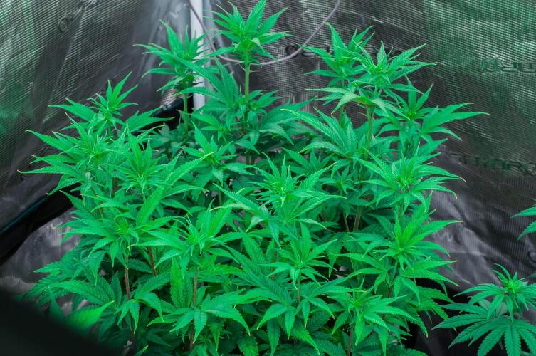 Jelly Donutz. Week 7