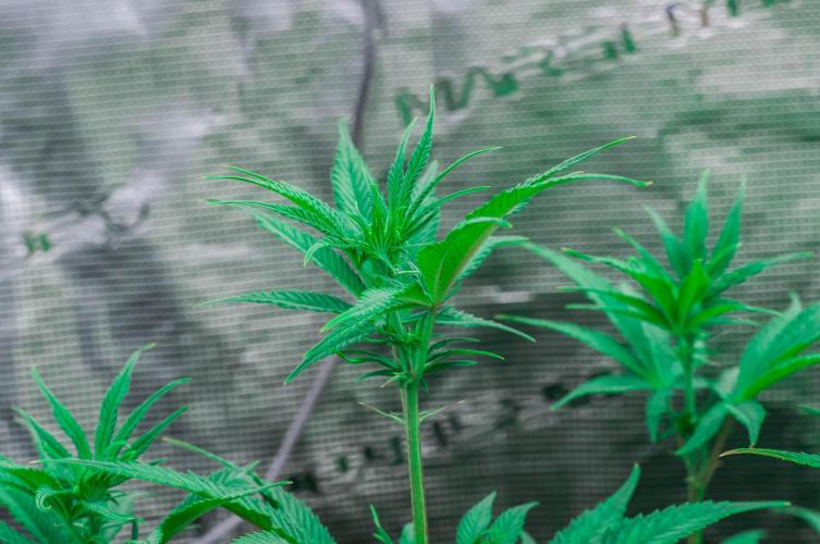 Jelly Donutz. Week 7