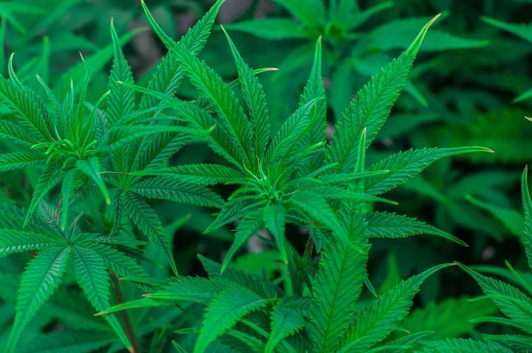 Jelly Donutz. Week 7