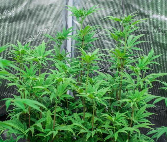 Jelly Donutz. Week 7