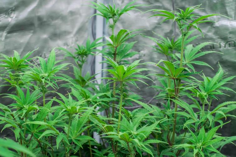 Jelly Donutz. Week 7