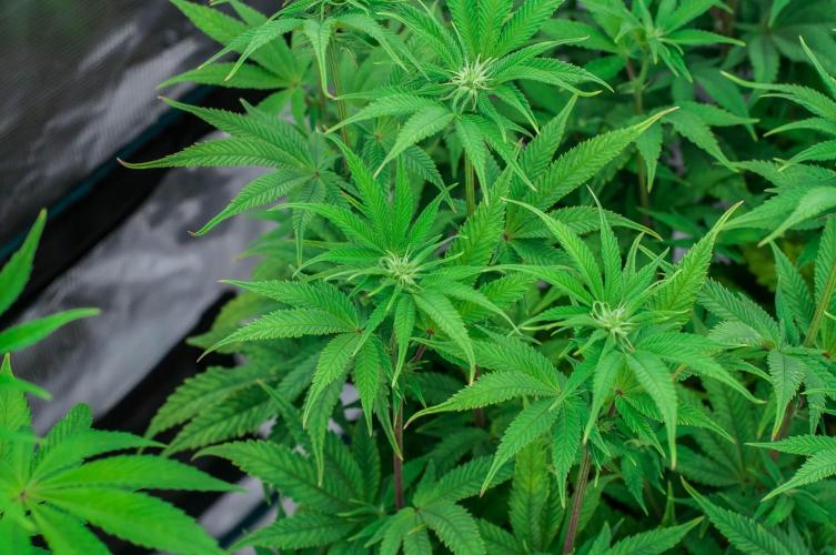 Jelly Donutz. Week 7