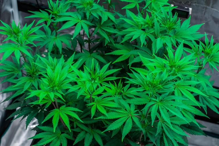 Black Cherry Gushers. Week 7