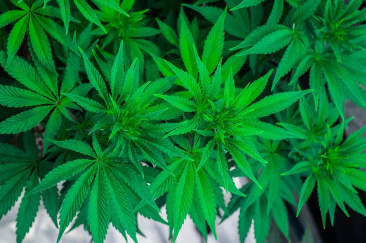 Black Cherry Gushers. Week 7